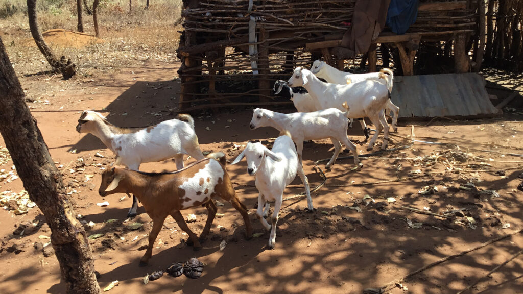Building Insurance Mechanisms Adaptation