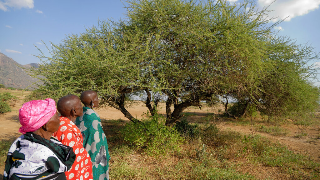 CLARITY |  Climate adaptation and resilience in tropical drylands