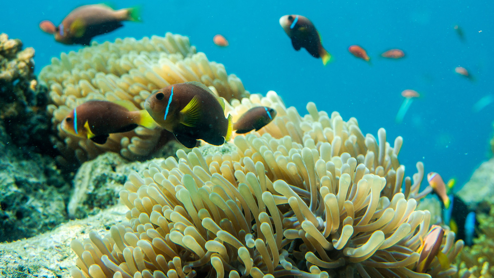 ClimateREEFS | Fisheries sustainability on coral reefs