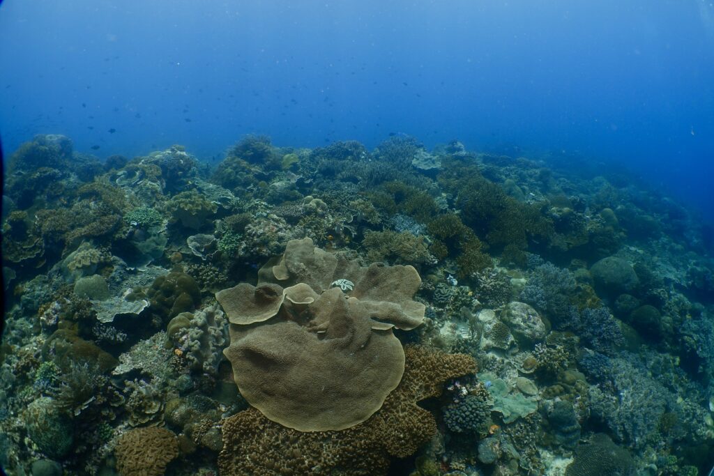 A coral reef scence