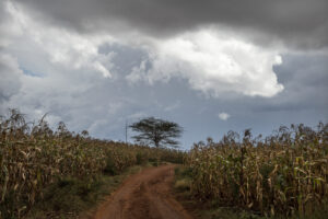 Tree at the end of a dirt road