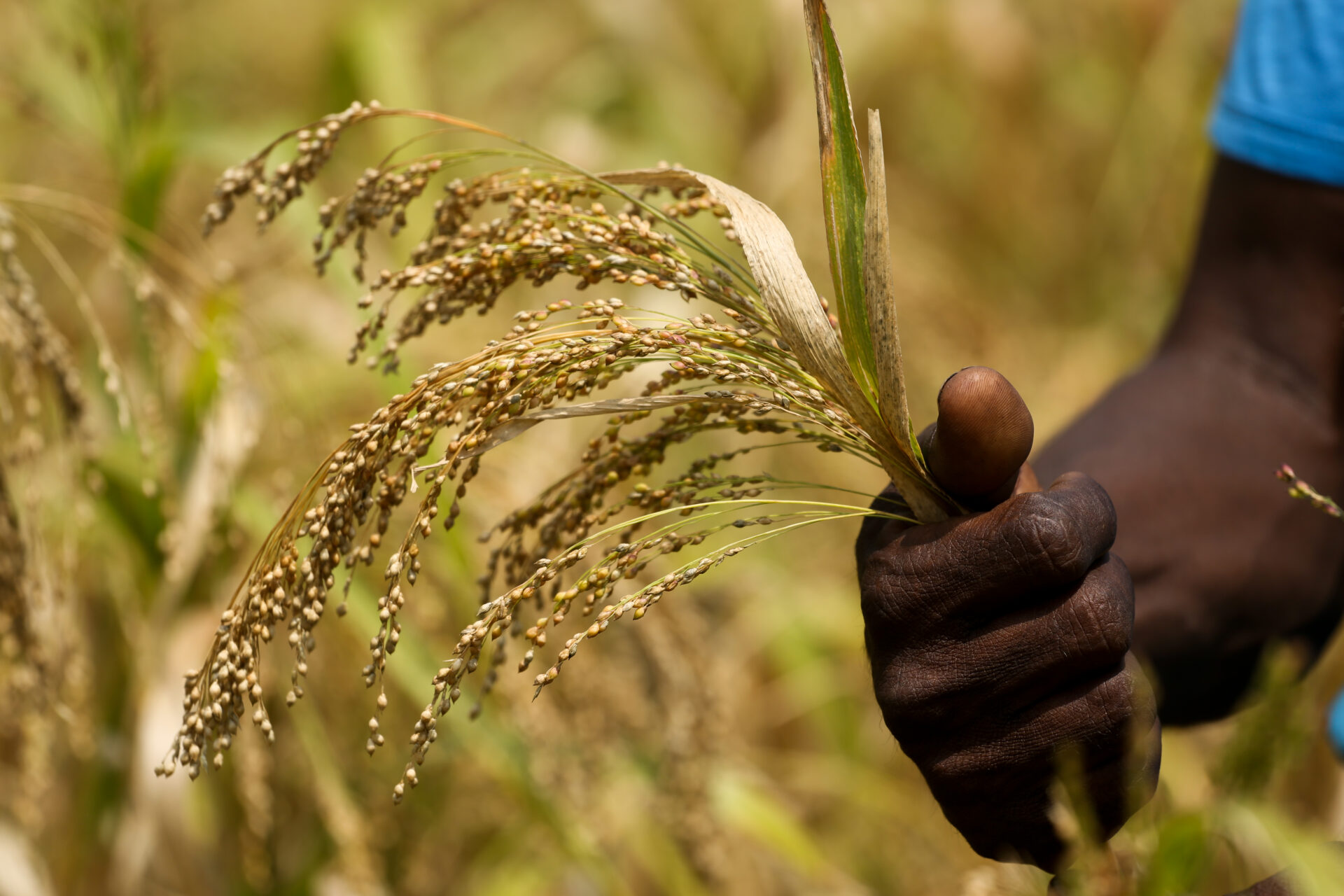 Hand holding a crop in a field