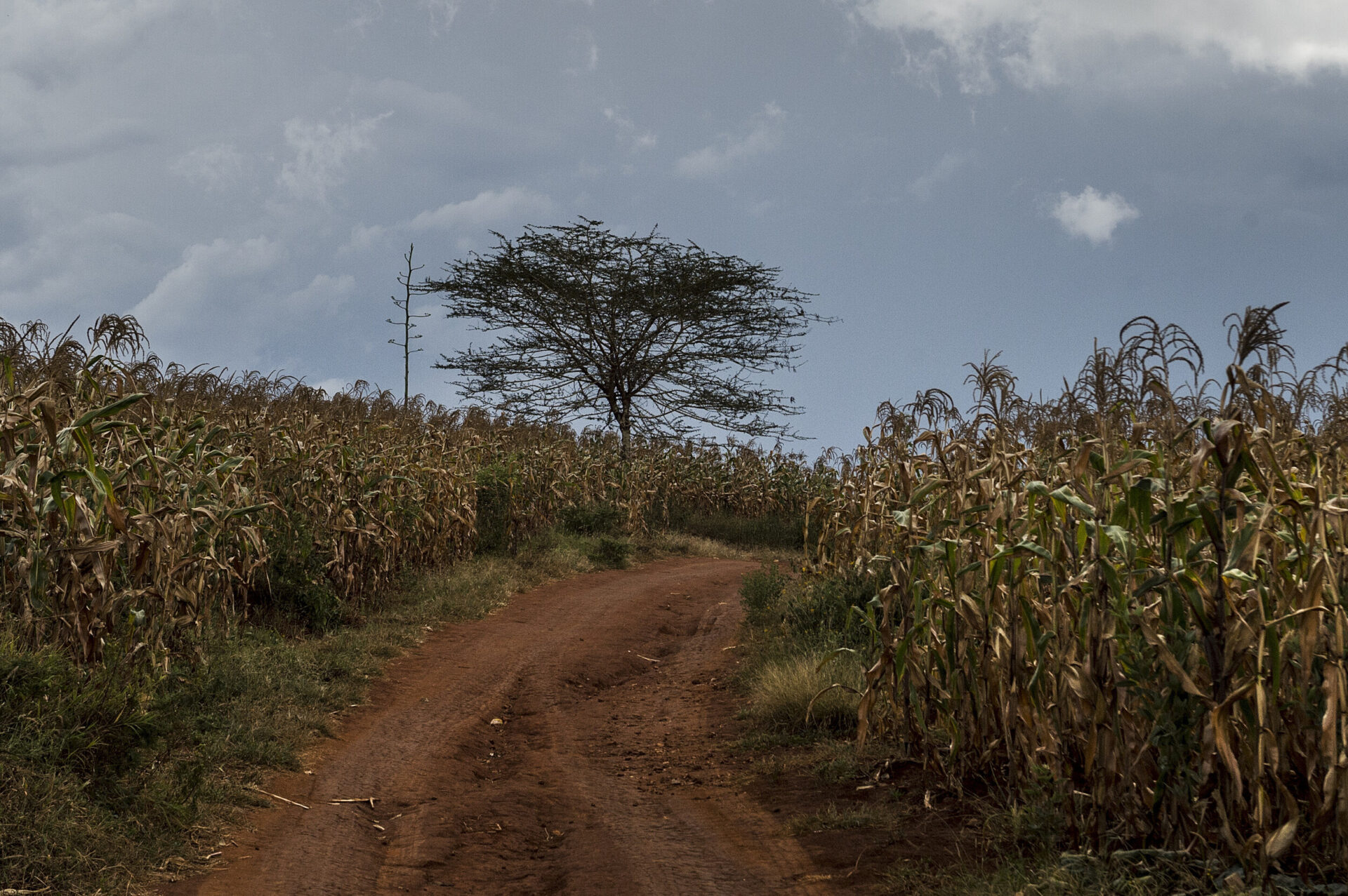 Tree in field