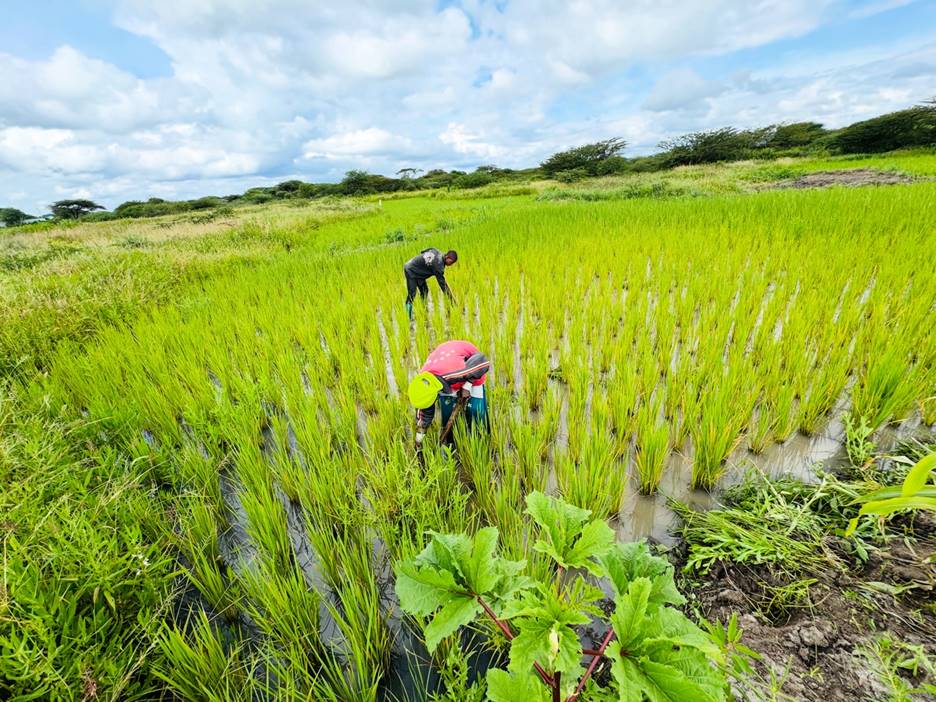 Boosting resilience of dryland communities through Sand River Utilization and Local Water Harvesting Innovations in Central Tanzania