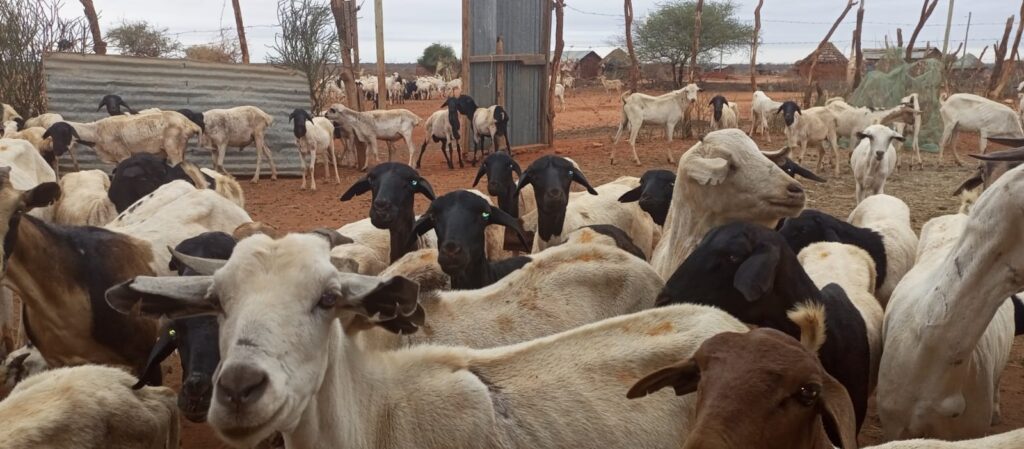 2020 -22 drought-affected small stocks in Ambalo, Marsabit County.   Credit: Somo Didho Guyo 